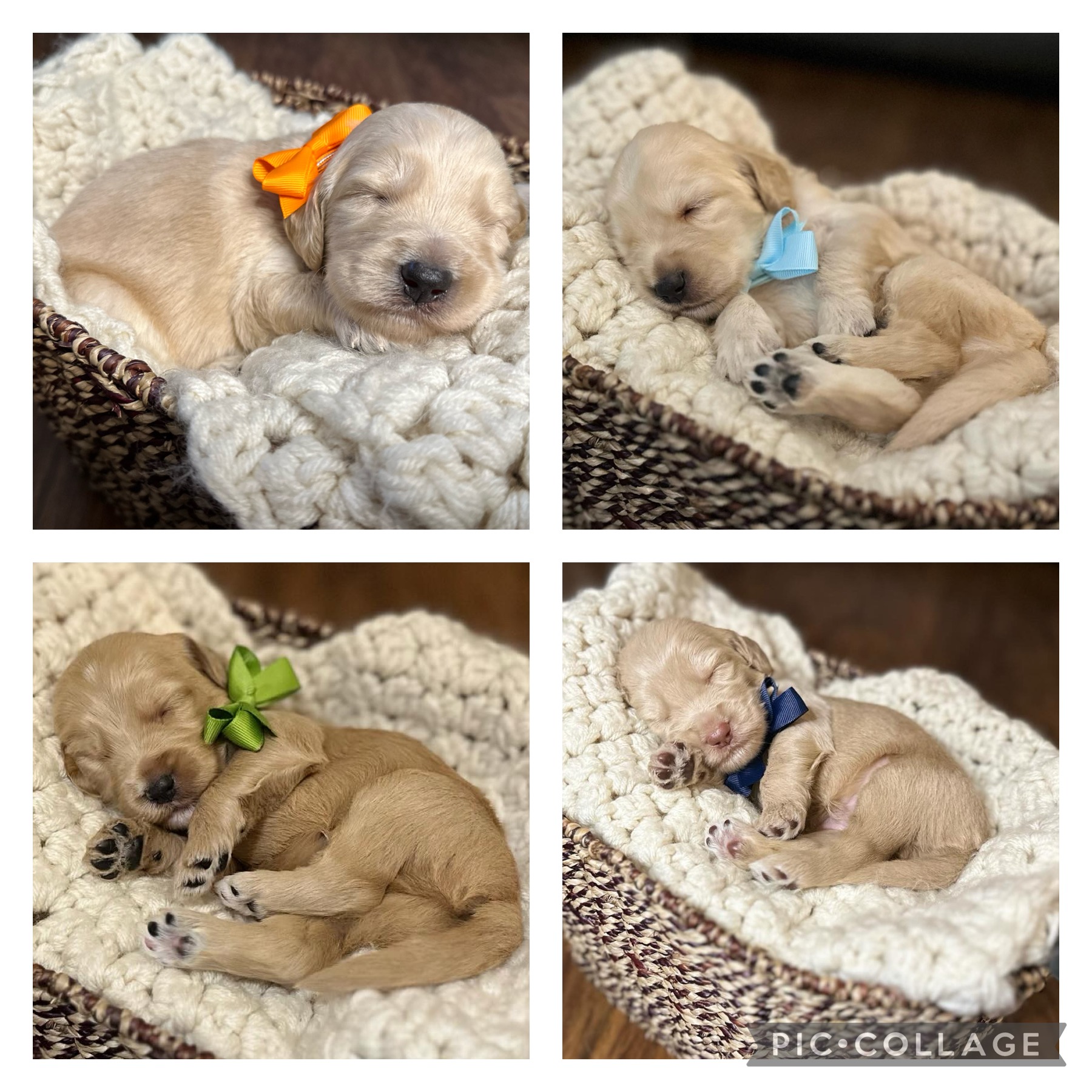 Dixie goldendoodles clearance